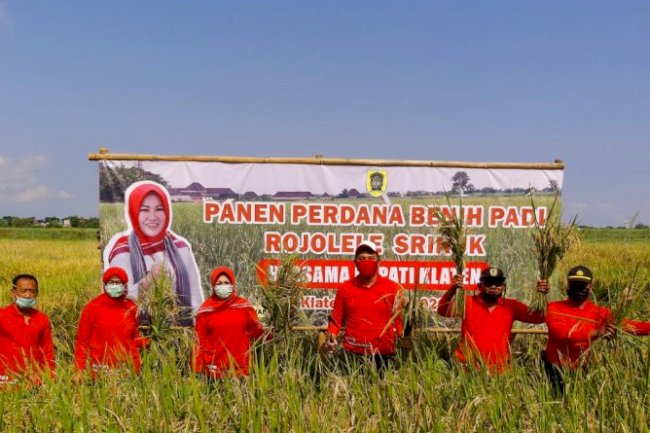 Panen Perdana Benih Rojolele Srinuk